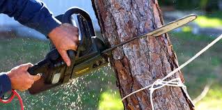 How Our Tree Care Process Works  in  Ocean Grove, NJ