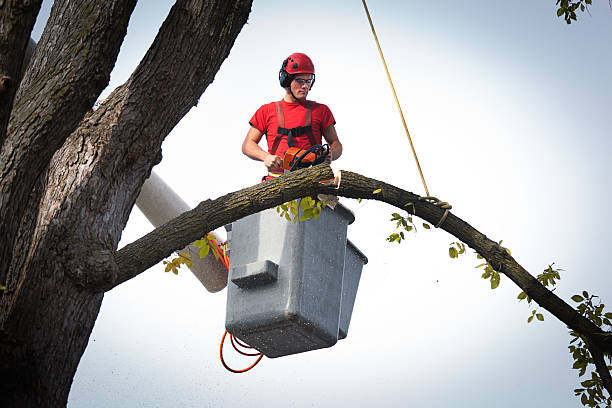 Best Hazardous Tree Removal  in Ocean Grove, NJ